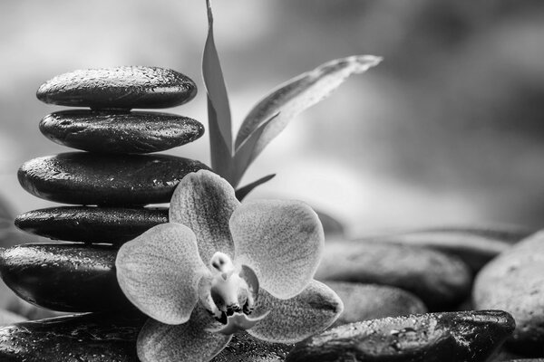 Tablou compoziție Zen meditativă în design alb-negru