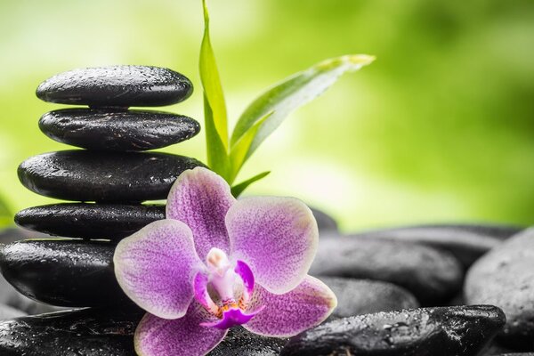 Tablou compoziție Zen meditativă