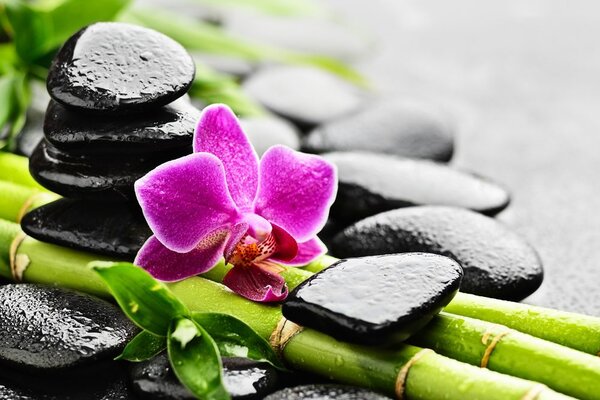 Tablou natura moartă Spa cu orhidee violetă