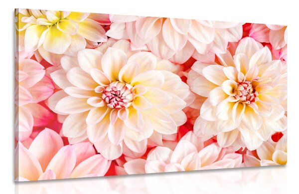 Tablou flori delicate de dalia