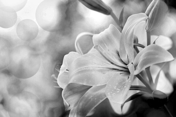 Tablou flori de crin pe fundalul abstract în design alb-negru