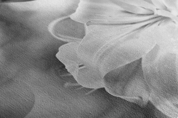 Tablou flori de crin pe fundalul abstract în design alb-negru