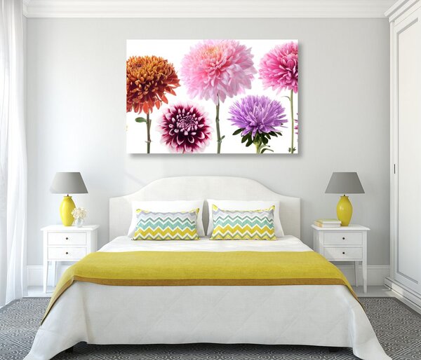 Tablou flori de dalia într-un design multicolor