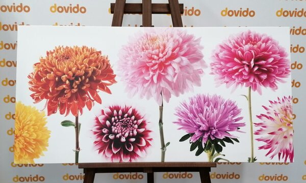 Tablou flori de dalia într-un design divers
