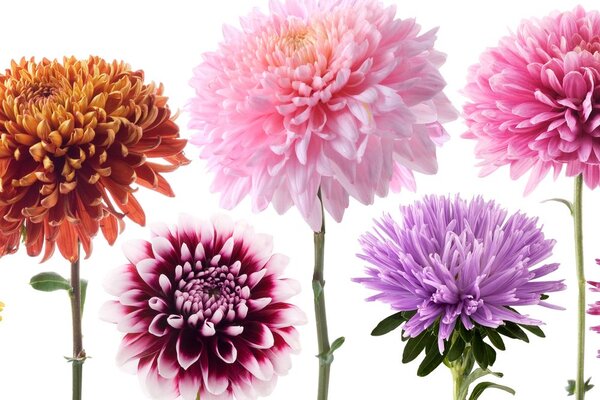 Tablou flori de dalia într-un design multicolor