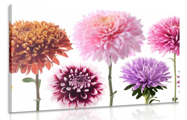Tablou flori de dalia într-un design multicolor