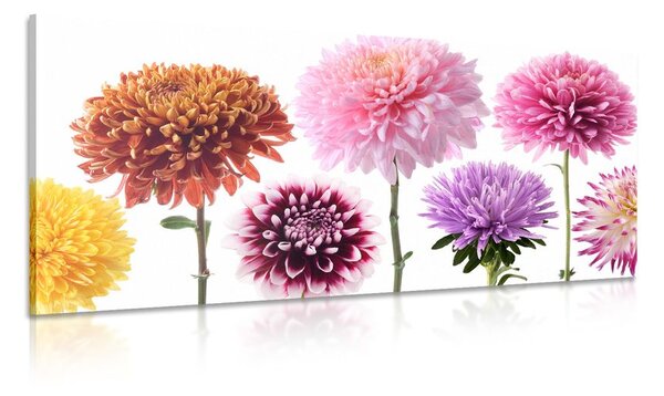 Tablou flori de dalia într-un design divers