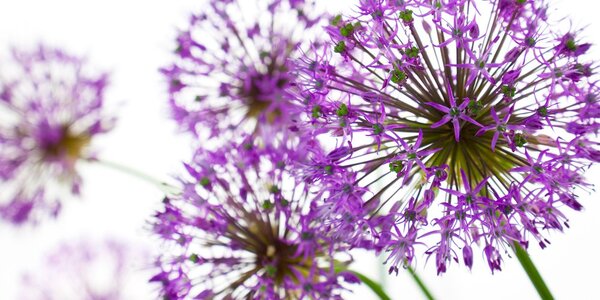 Tablou flori violete flori de usturoi