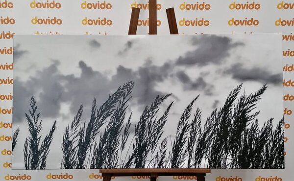 Tablou iarba la apusul soarelui în design alb-negru
