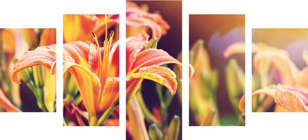 Tablou 5-piese flori frumoase înfloritoare în grădină