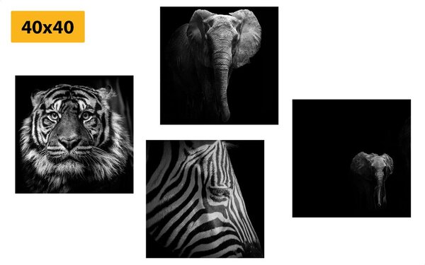 Set tablouri animale în stilul alb-negru