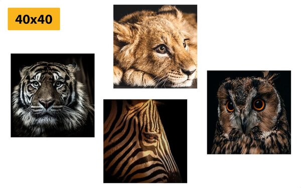 Set tablouri animale sălbatice
