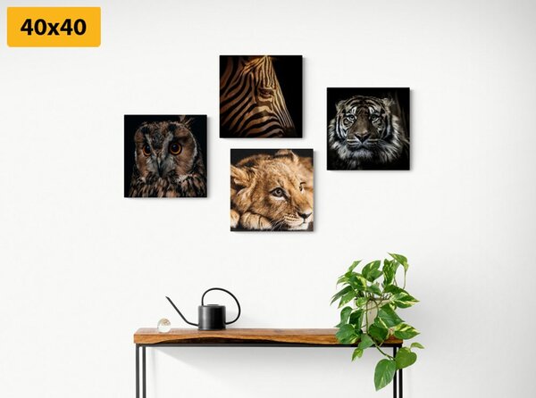 Set tablouri animale sălbatice