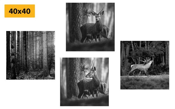 Set tablouri animale de pădure în design alb-negru