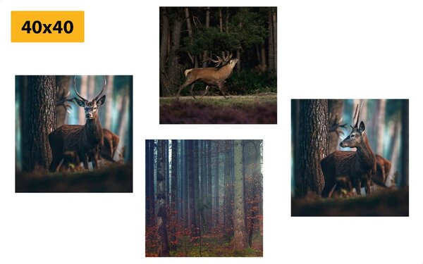 Set tablouri farmecul animalelor din pădure
