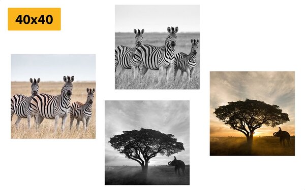 Set tablouri animale trăitoare în Savannah