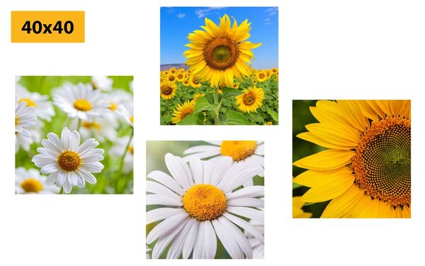 Set tablouri flori frumoase pe luncă