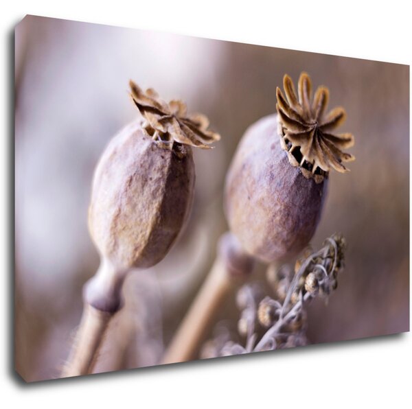 Impresi Tablou Dry Poppy flower - 50 x 30 cm