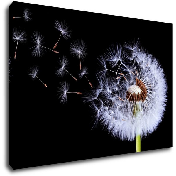 Impresi Tablou Dandelion black and green - 60 x 40 cm