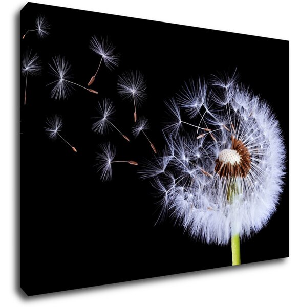 Impresi Tablou Dandelion black and green - 70 x 50 cm