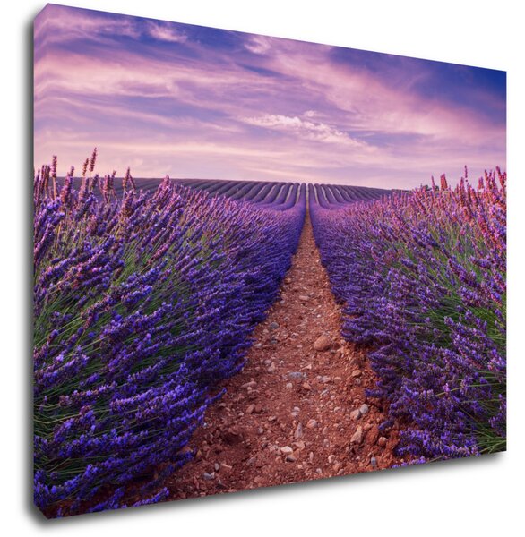 Impresi Tablou Lavender field - 70 x 50 cm