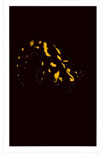 Poster salamandra strălucitoare