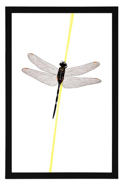 Poster farmecul libelulei
