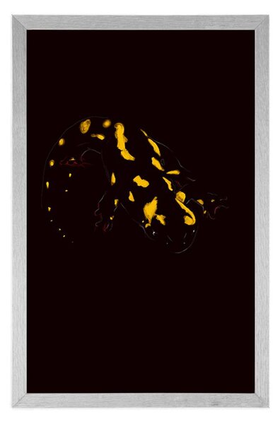 Poster salamandra strălucitoare