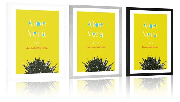 Poster cu passepartout Aloe Vera miraculoasă