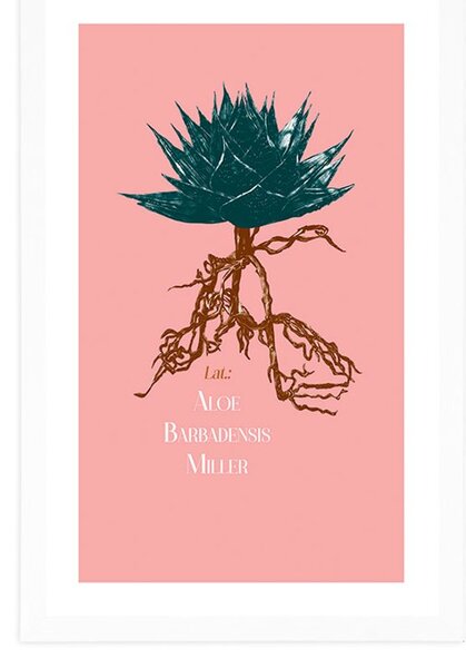 Poster cu passepartout și inscripția Aloe Barbadensis Miller