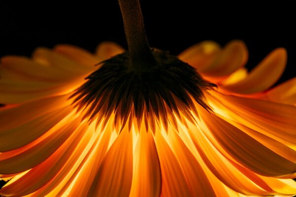 Fototapet gerbera pe fundal întunecat