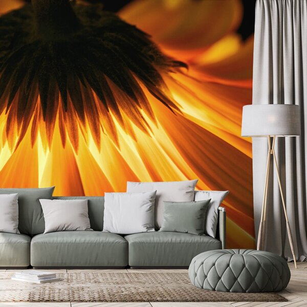 Fototapet gerbera pe fundal întunecat