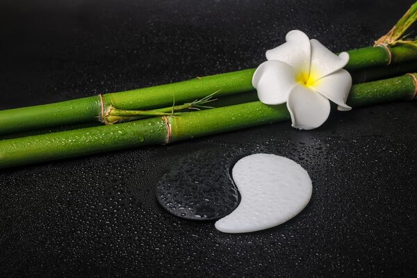 Fototapet natură moartă cu simbolul Yin și Yang