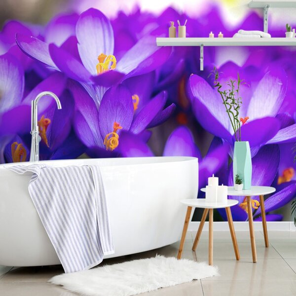 Fototapet șofran violet înfloritor