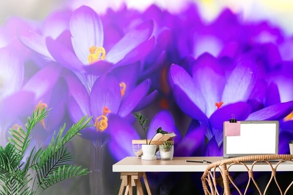 Fototapet șofran violet înfloritor