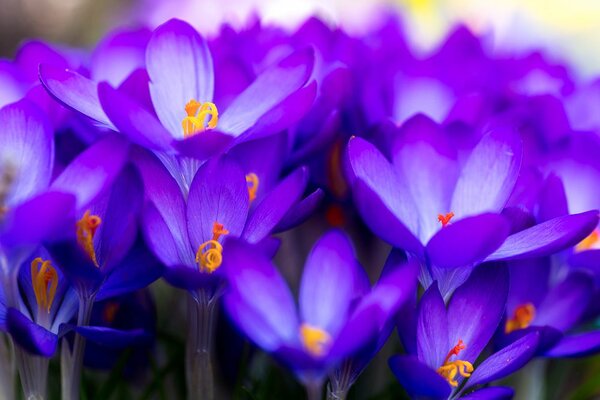 Fototapet șofran violet înfloritor