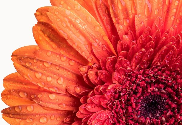 Tapet gerbera cu picături de apă