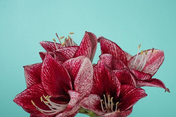 Fototapet amaryllis exotic pe fundal turcoaz