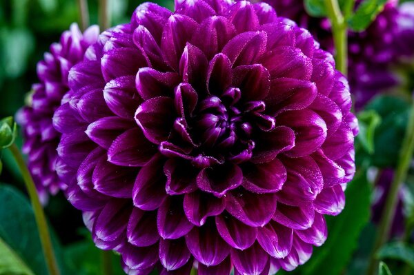 Fototapet floare violetă frumoasă