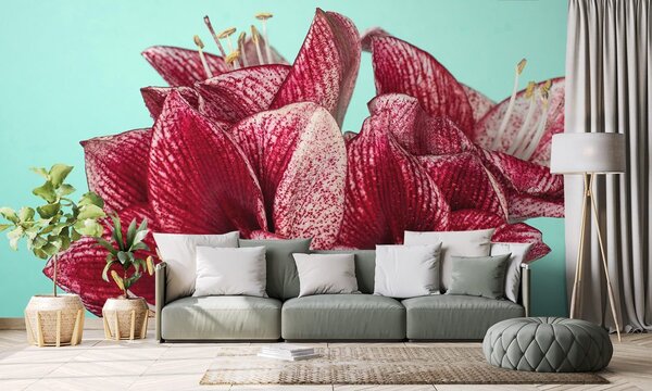 Fototapet amaryllis exotic pe fundal turcoaz