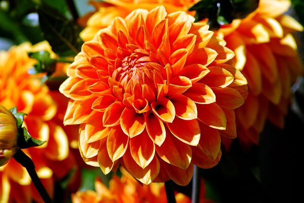 Fototapet dalia portocalie