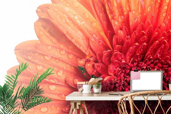 Tapet gerbera cu picături de apă