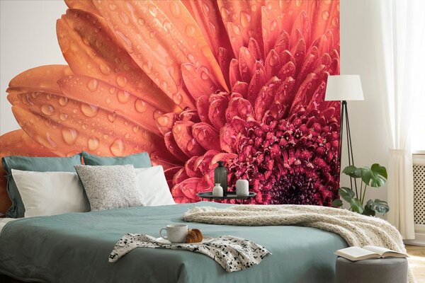 Tapet gerbera cu picături de apă