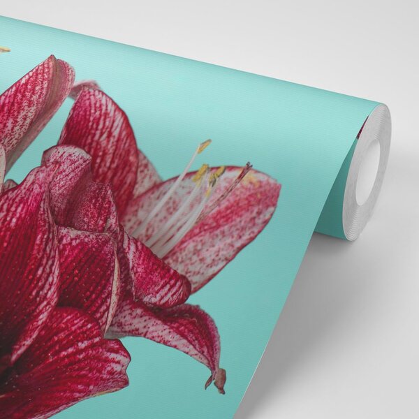 Fototapet amaryllis exotic pe fundal turcoaz
