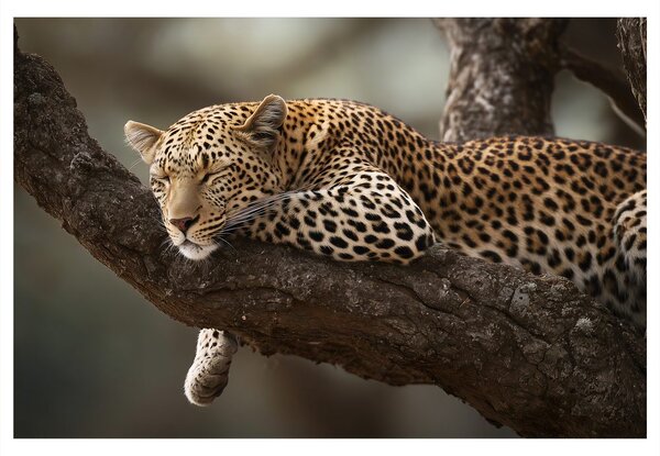 Tablou leopard odihnindu-se pe un copac
