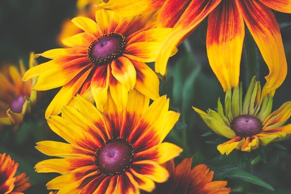 Fototapet flori de două culori