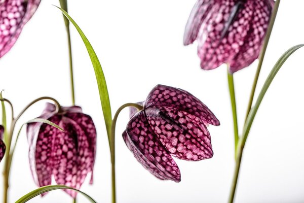 Fototapet floare de șah