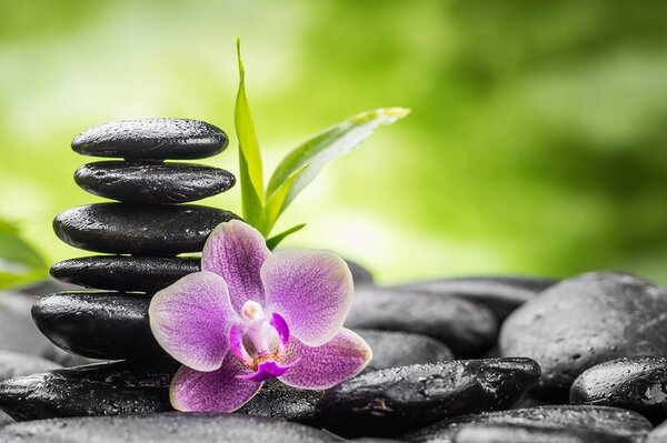 Fototapet compoziție Zen meditativă