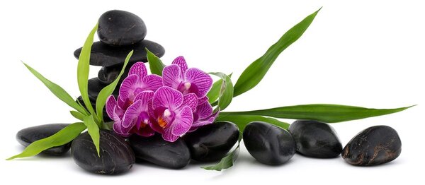 Tapet orhidee violetă în natura moartă Zen
