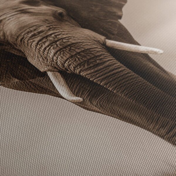 Tablou elefant african în ceață